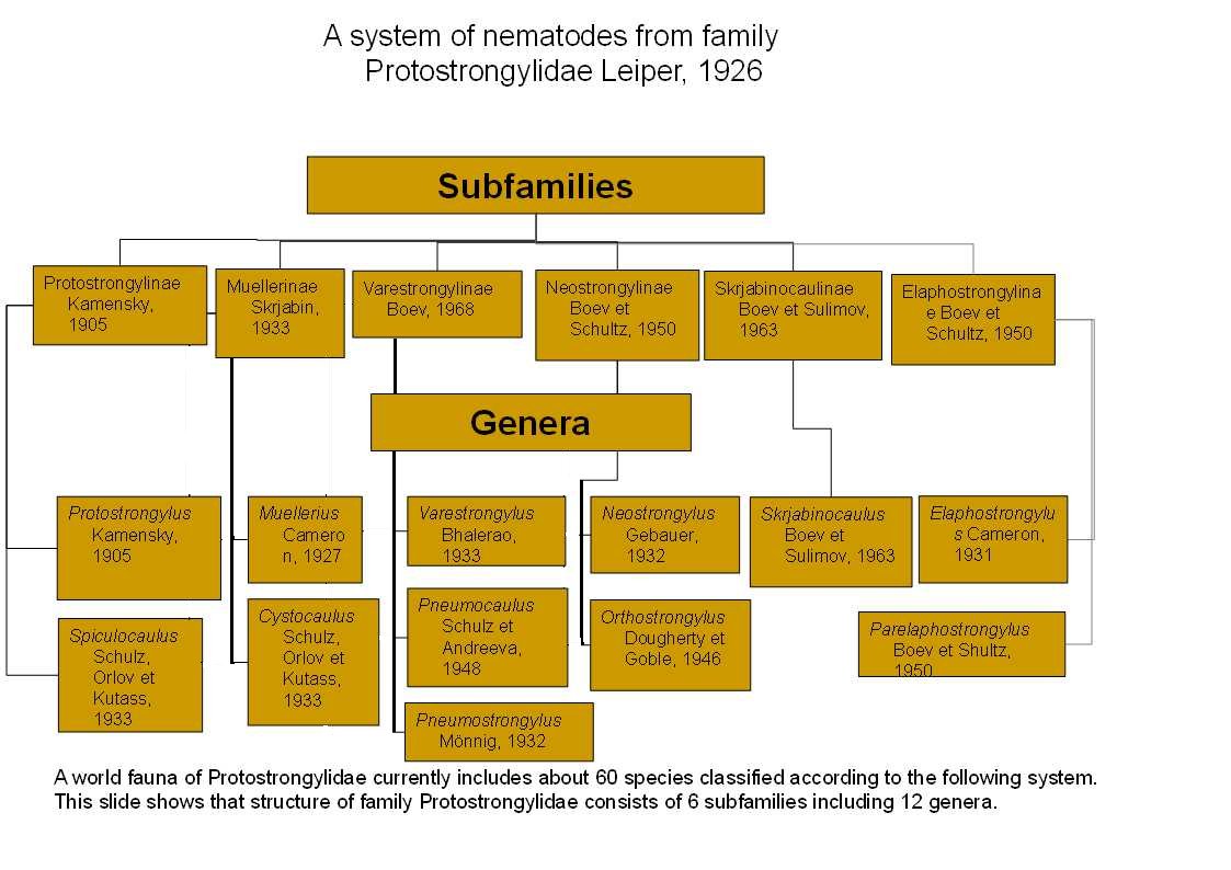 Systematics of nematodes from fam. Protostrongylidae